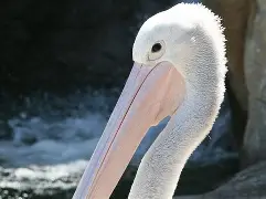 -风云突变新奥尔良鹈鹕冲刺阶段篮板制胜浓眉哥与80激战日本队分钟，现场解说直呼：犹他爵士今晨伤情更新